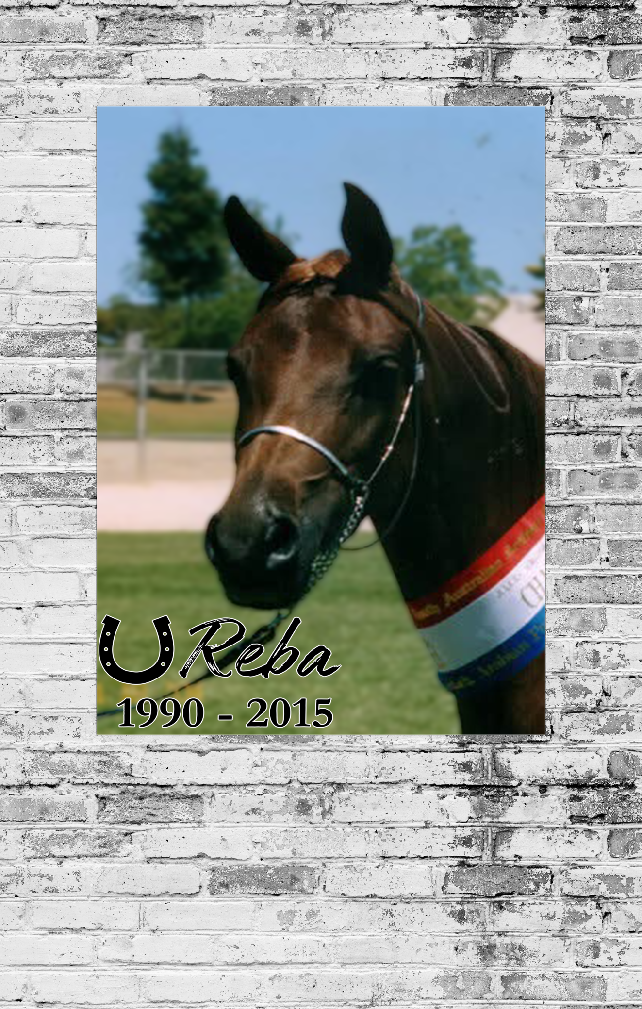 Horse with a bridle on a brick wall background