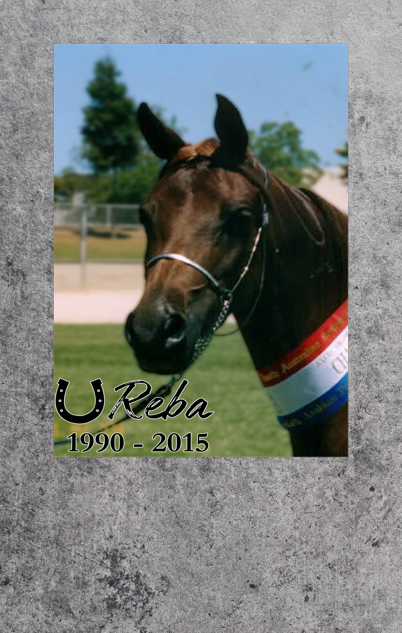 Horse with a bridle and colorful halter on a grassy field, with text 'U Reba 1990-2015' on a textured gray background.