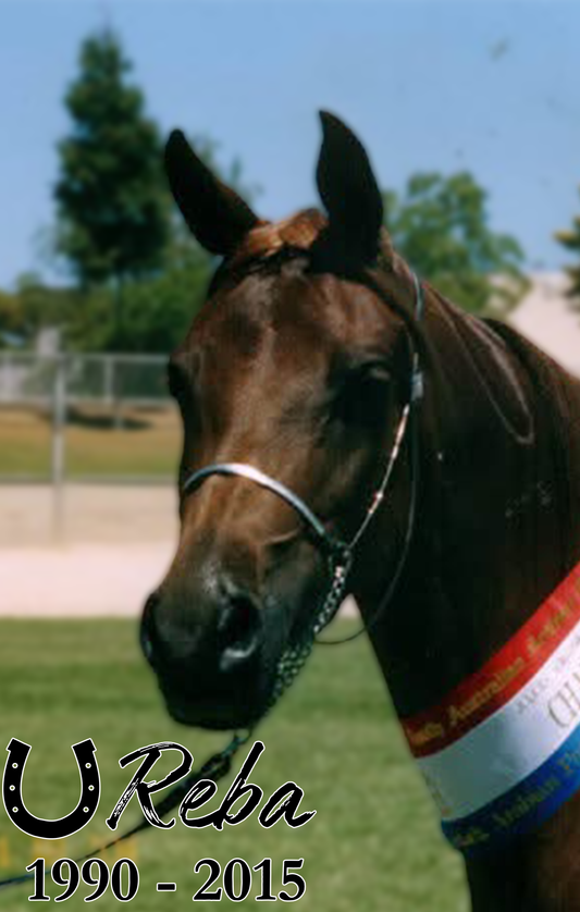 Brown horse with a bridle and a ribbon around its neck, standing on grass with trees in the background.