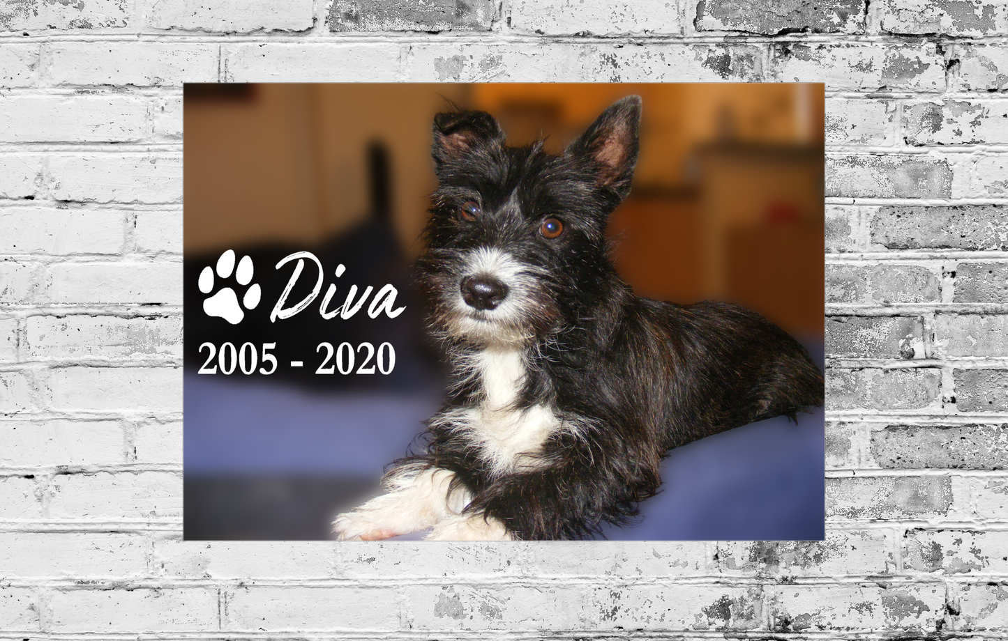 Dog named Diva with a lifespan of 2005-2020 on a brick wall background