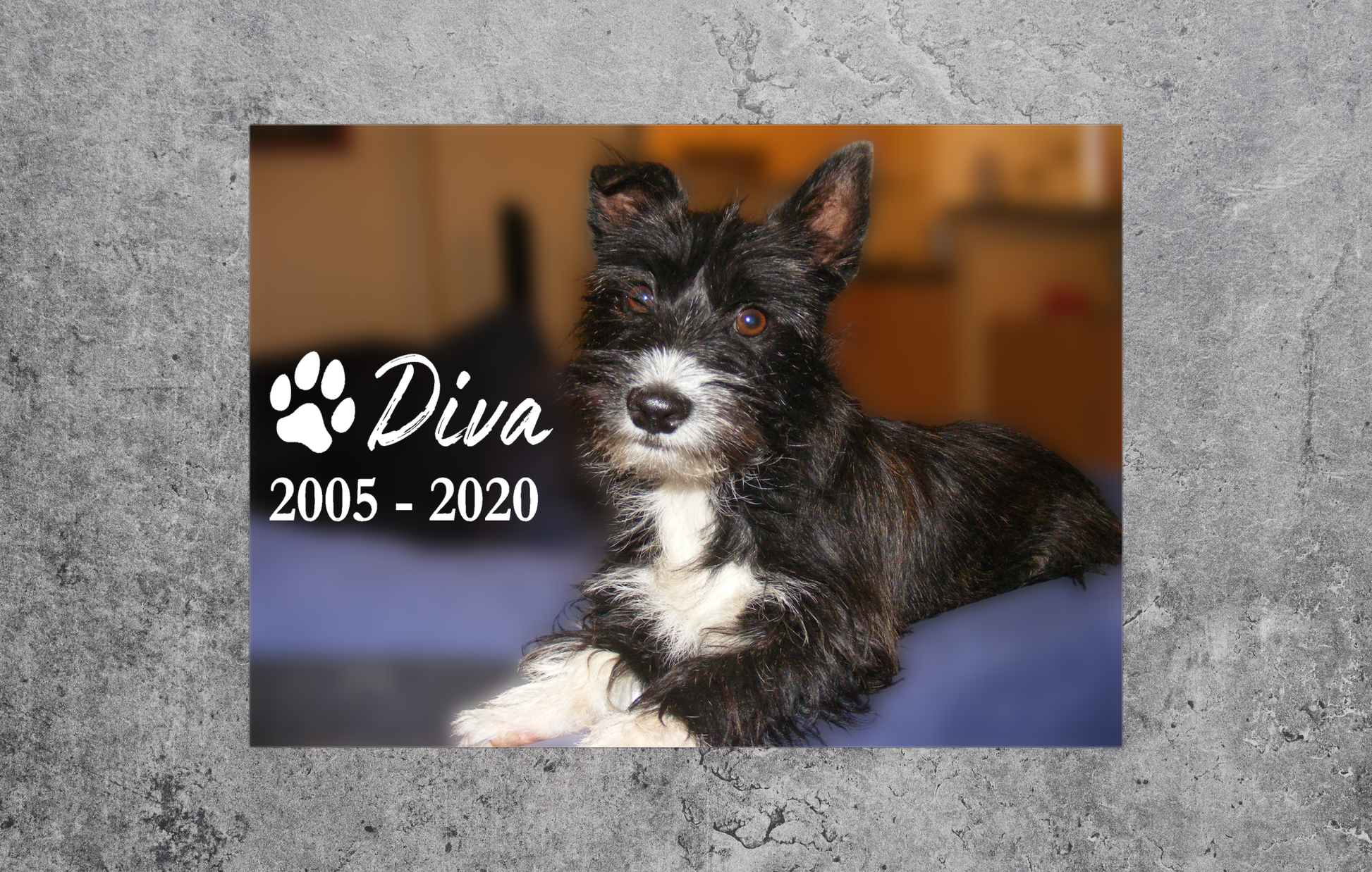 Dog with 'Diva' and years 2005-2020 text on a gray background