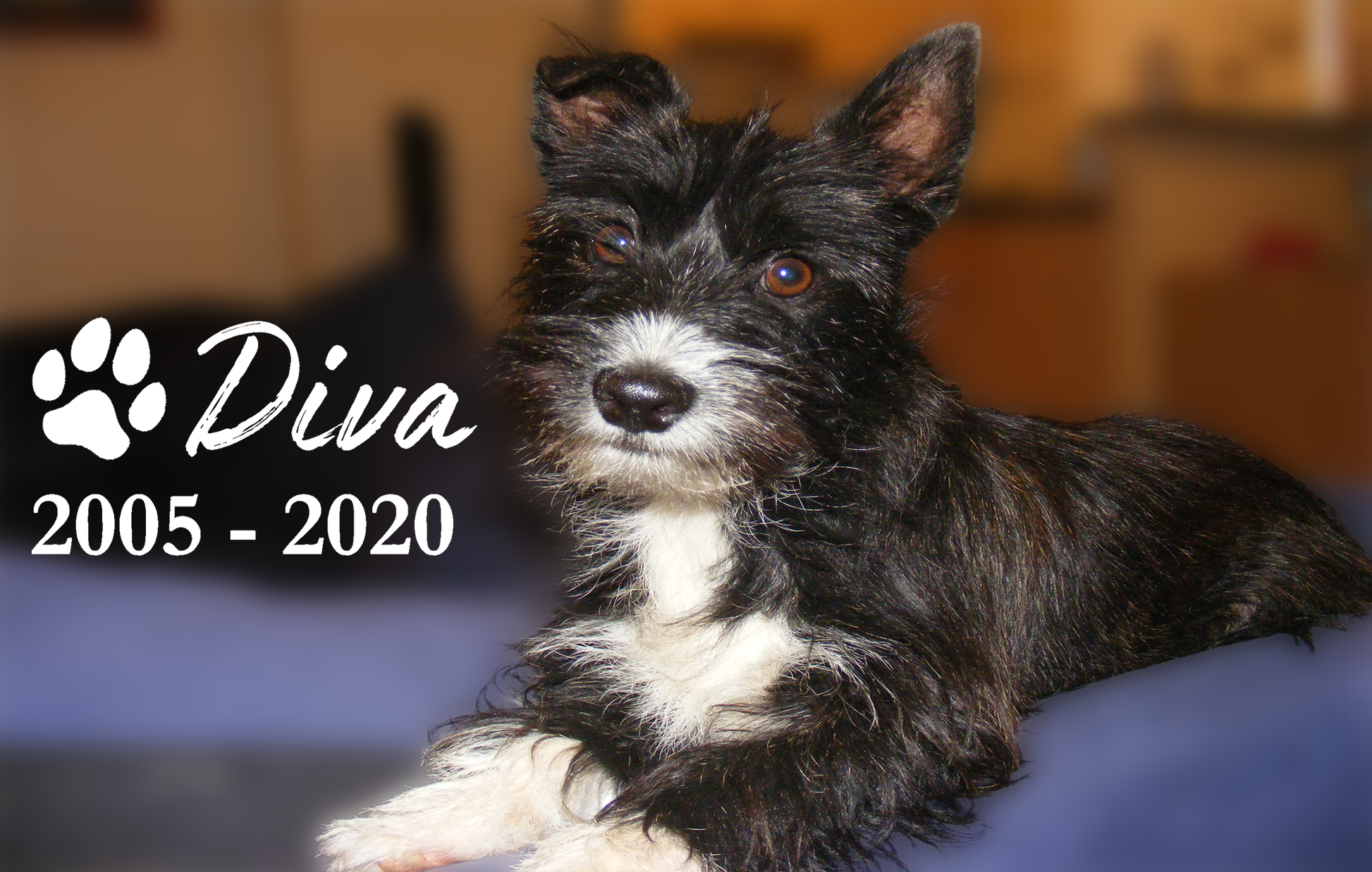 Dog named Diva with a lifespan label on a blurred background
